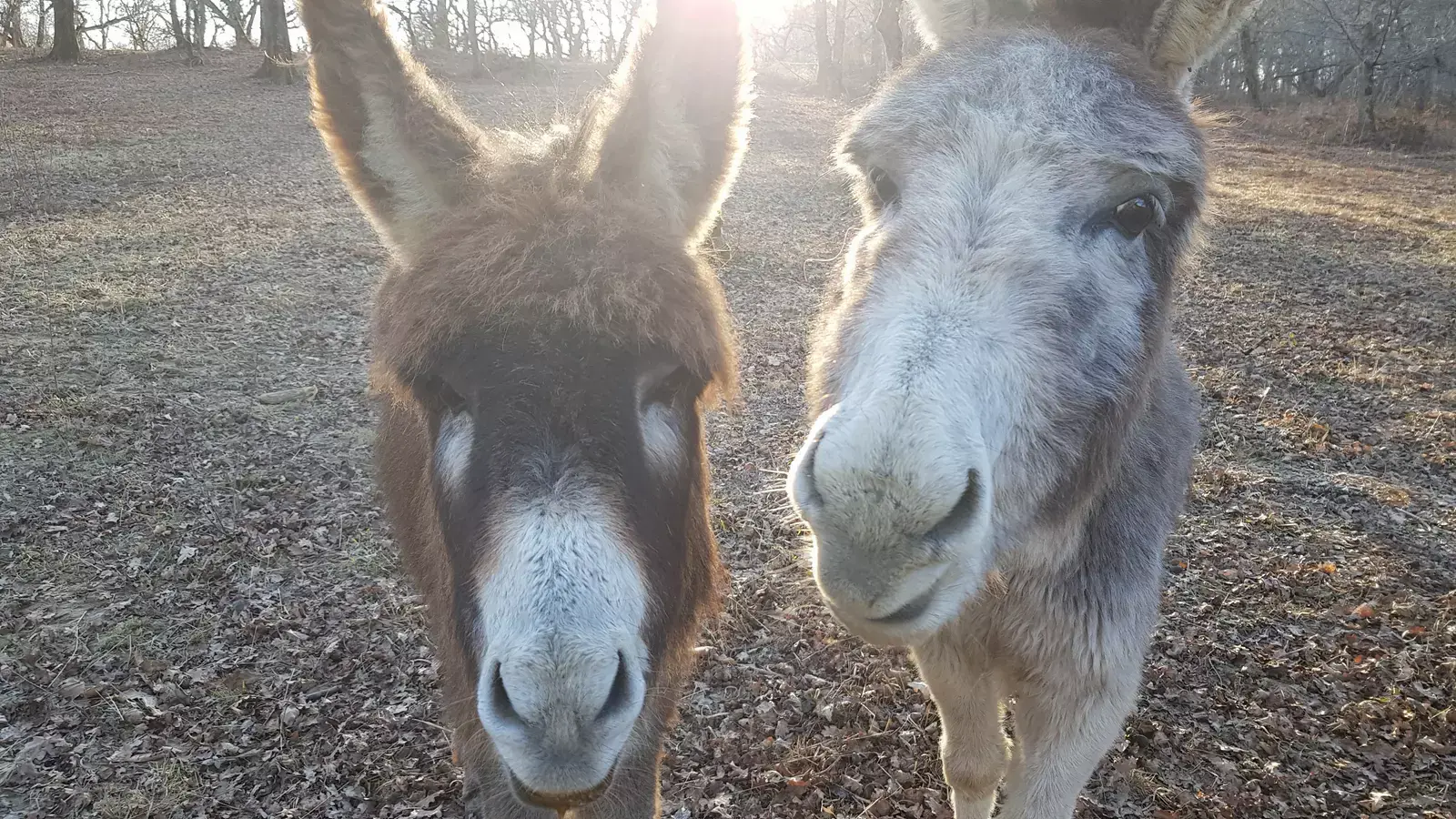 Chalet Guzet 25 avec vue sur le lac