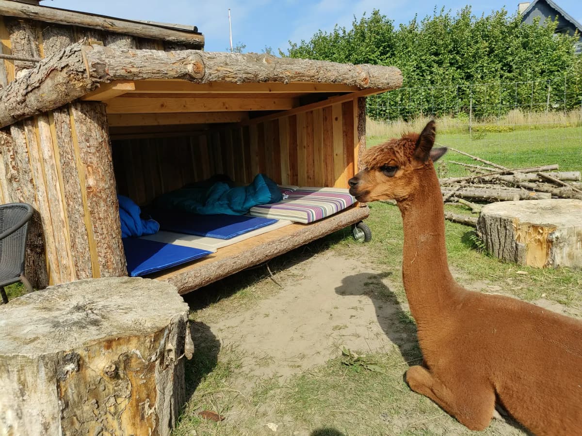 AlpacaCamp