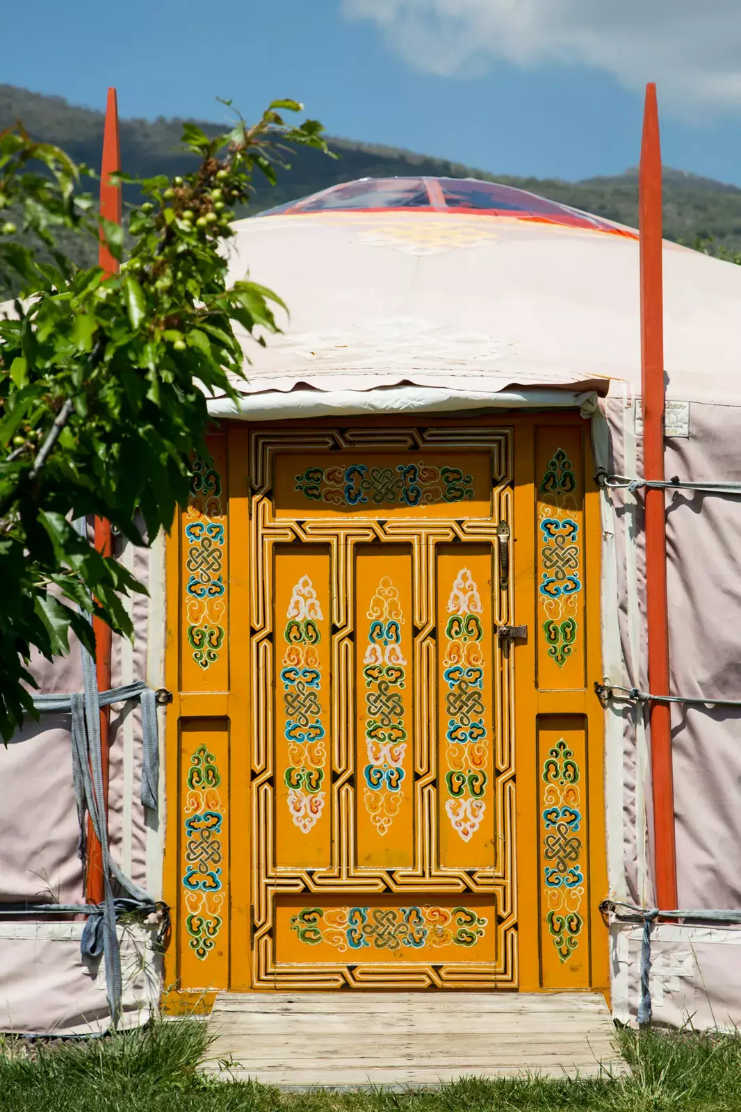 Bajo las estrellas entre cerezos